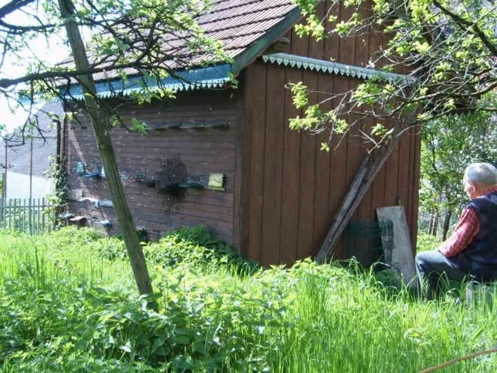 Bienen bei der Arbeit