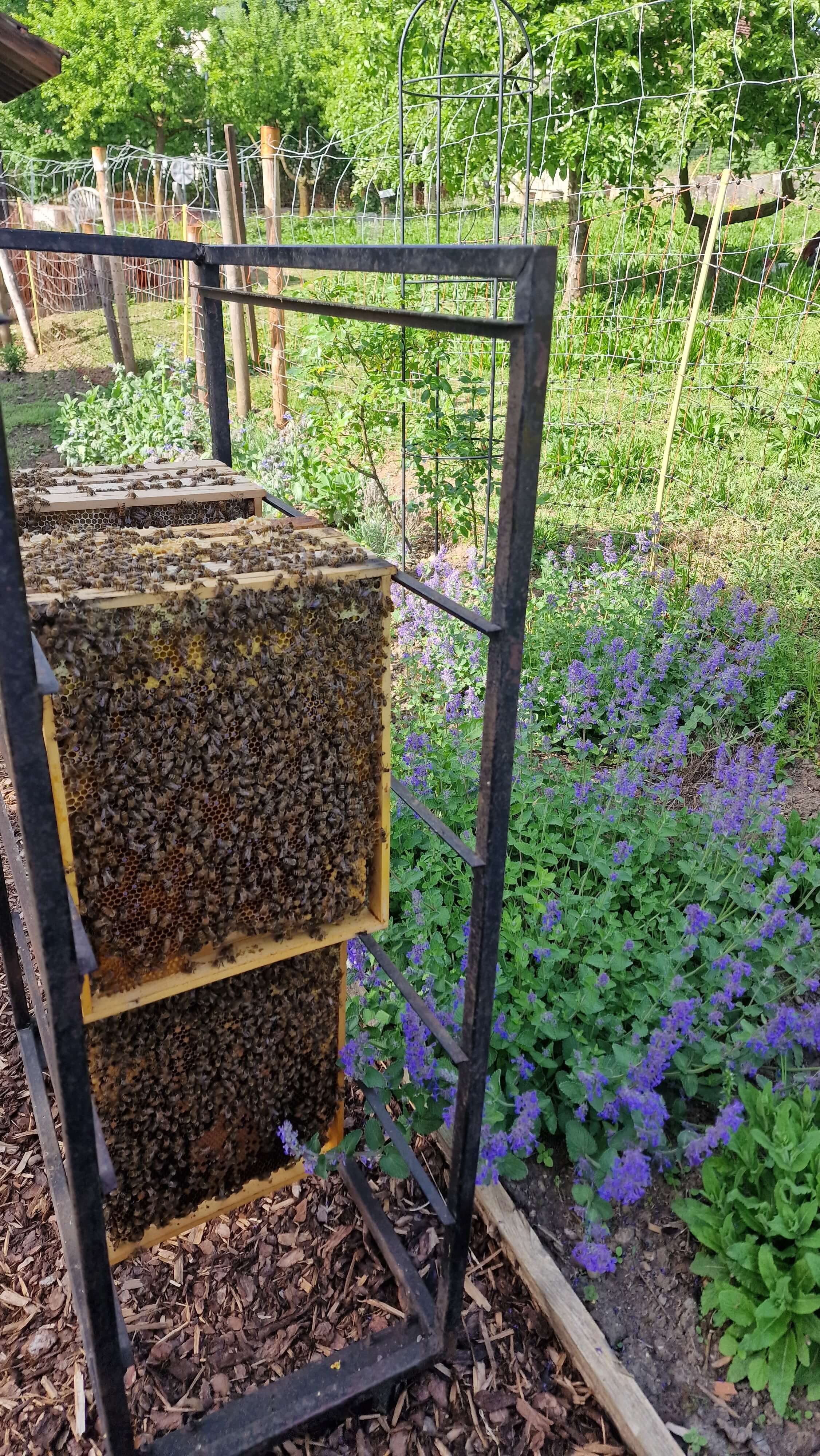 Bienenstöcke